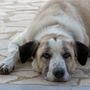 La guerra mondiale dei vomiti dei Cani: cause, risposte e soluzioni