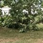 Alberi caduti o pericolanti un pò ovunque, a causa del forte vento