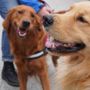 Collegno lancia “Colle-Zampe”: al via il progetto per una convivenza consapevole tra cittadini e cani
