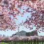 Alla Reggia di Venaria è arrivata la primavera con la fioritura dei ciliegi: gli eventi all'ombra dei petali rosa