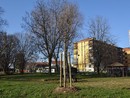 Grugliasco città sempre più verde: piantati 90 nuovi alberi