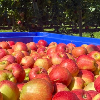 Mela Rossa di Cuneo IGP: territorio e cooperazione dietro un’eccellenza piemontese