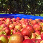 Mela Rossa di Cuneo IGP: territorio e cooperazione dietro un’eccellenza piemontese