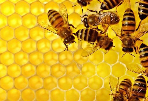 Siccità, l'allarme di Coldiretti: &quot;A rischio miele e colture Made in Piemonte”