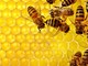 Siccità, l'allarme di Coldiretti: &quot;A rischio miele e colture Made in Piemonte”