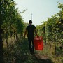 Dalle vigne al calice: la filiera corta di Cantina Clavesana