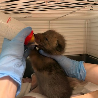 Emergenza cuccioli al centro animali di Grugliasco: finite le scorte di latte