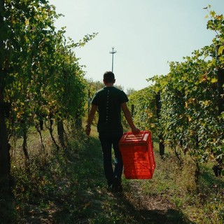 Dalle vigne al calice: la filiera corta di Cantina Clavesana