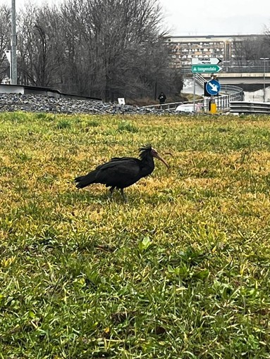 L'Ibis eremita avvistato a Collegno