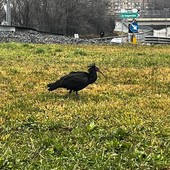 L'Ibis eremita avvistato a Collegno L'Ibis eremita avvistato a Collegno