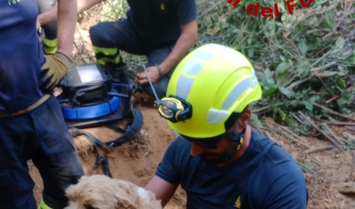 Il salvataggio dei due cagnolini