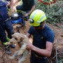 Il salvataggio dei due cagnolini