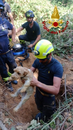 Il salvataggio dei due cagnolini