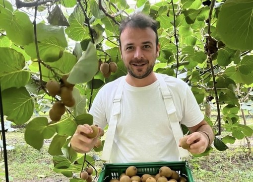 Kiwi giallo Haegeum, la nuova frontiera della frutticoltura piemontese