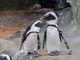 pinguini africani