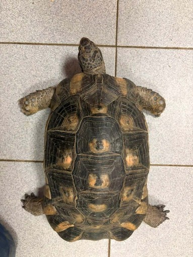 L'esemplare di Testudo Marginata ritrovato in via Asiago L'esemplare di Testudo Marginata ritrovato in via Asiago