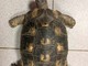 L'esemplare di Testudo Marginata ritrovato in via Asiago L'esemplare di Testudo Marginata ritrovato in via Asiago
