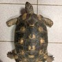 L'esemplare di Testudo Marginata ritrovato in via Asiago L'esemplare di Testudo Marginata ritrovato in via Asiago