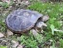 Una tartaruga azzannatrice recuperata dai tecnici del Canc di Grugliasco