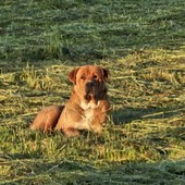 Ugo, il gigante buono