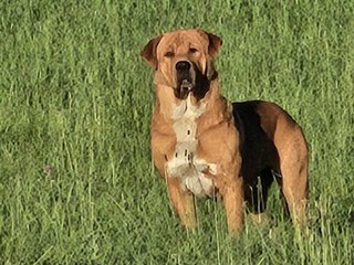 Ugo, il gigante buono