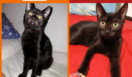 Le gattine tutte nere Undi e Max