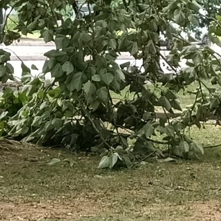 Alberi caduti o pericolanti un pò ovunque, a causa del forte vento