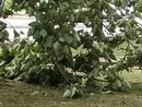 Alberi caduti o pericolanti un pò ovunque, a causa del forte vento