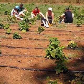 Coldiretti Piemonte: "Bene la regolarizzazione dei migranti, ma servono voucher al più presto”