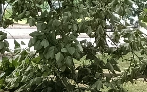 Alberi caduti o pericolanti un pò ovunque, a causa del forte vento