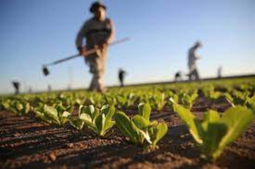 Siccità e grandine, agricoltori in ginocchio: Coldiretti chiede alle banche la sospensione delle rate dei finanziamenti