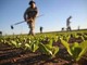 Siccità e grandine, agricoltori in ginocchio: Coldiretti chiede alle banche la sospensione delle rate dei finanziamenti