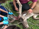 animale ferito e soccorso da mani umane animale ferito e soccorso da mani umane