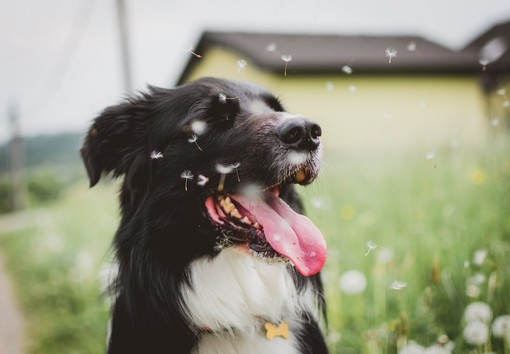Piemonte, ottomila cani persi: la metà sono stati ritrovati perché provvisti di microchip