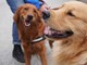 Collegno lancia “Colle-Zampe”: al via il progetto per una convivenza consapevole tra cittadini e cani