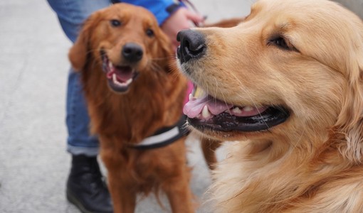 Collegno lancia “Colle-Zampe”: al via il progetto per una convivenza consapevole tra cittadini e cani
