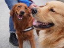 Collegno lancia “Colle-Zampe”: al via il progetto per una convivenza consapevole tra cittadini e cani Collegno lancia “Colle-Zampe”: al via il progetto per una convivenza consapevole tra cittadini e cani
