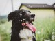 Piemonte, ottomila cani persi: la metà sono stati ritrovati perché provvisti di microchip Piemonte, ottomila cani persi: la metà sono stati ritrovati perché provvisti di microchip