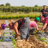 Contadini al lavoro