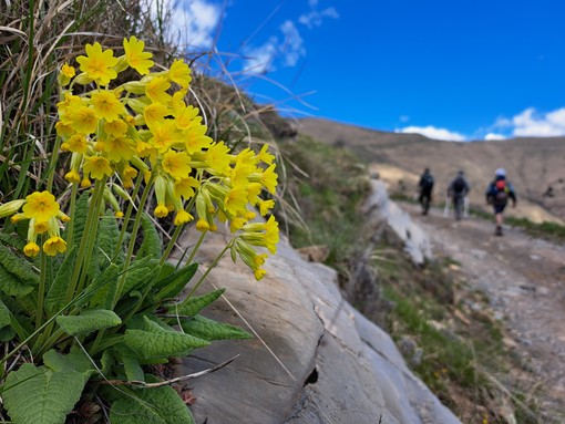 Il Parco Alpi Liguri partecipa con un calendario ricco di eventi per il “Maggio dei Parchi della Liguria”: ecco tutte le info