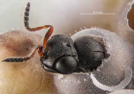 Lotta alla cimice asiatica: in Piemonte effettuato il rilascio della vespa samurai in 100 siti
