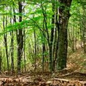 Investimenti della Regione per salvare il patrimonio boschivo Investimenti della Regione per salvare il patrimonio boschivo