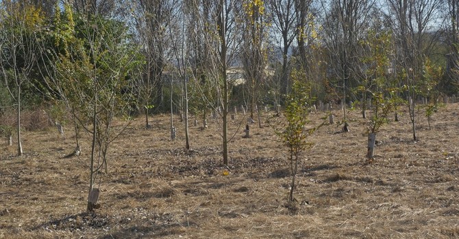 Caldo killer e siccità nel Torinese: è strage di giovani alberi piantati coi fondi PNRR Caldo killer e siccità nel Torinese: è strage di giovani alberi piantati coi fondi PNRR