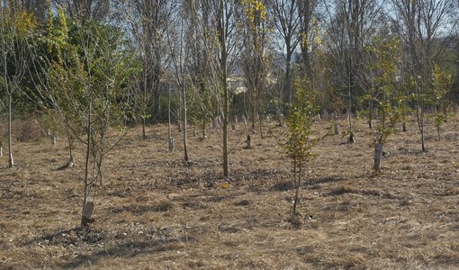 Caldo killer e siccità nel Torinese: è strage di giovani alberi piantati coi fondi PNRR