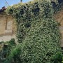 Una pianta rampicante di gelsomino