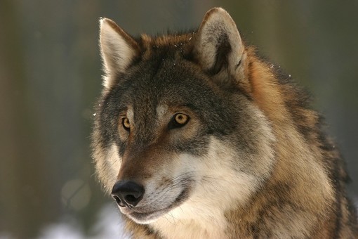 Sindaci preoccupati per gli attacchi dei lupi, Uncem scrive al governo