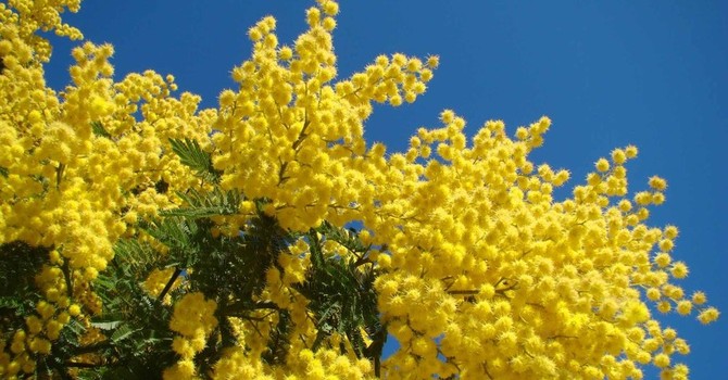 Le mimose, simbolo floreale dell'8 marzo