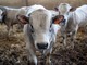 Allevamento di bovini Allevamento di bovini