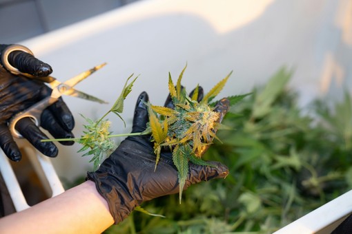 Sei cose da sapere se si prova l’olio di CBD per la prima volta Sei cose da sapere se si prova l’olio di CBD per la prima volta