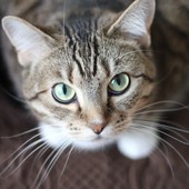 Il tuo gatto e le zecche: come riconoscere, rimuovere e prevenire l'infestazione
